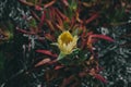 Carpobrotus edulis Yellow flower. Closeup view of wild green succulent with yellow beautiful flower. Royalty Free Stock Photo