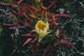Carpobrotus edulis Yellow flower. Closeup view of wild green succulent with yellow beautiful flower. Royalty Free Stock Photo