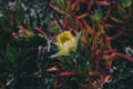 Carpobrotus edulis Yellow flower. Closeup view of wild green succulent with yellow beautiful flower. Royalty Free Stock Photo