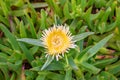 Carpobrotus edulis yellow hottentot-fig highway ice plant flower Royalty Free Stock Photo