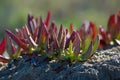 Carpobrotus, pigface, ice plant, sour fig Royalty Free Stock Photo