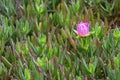 Carpobrotus rossii flower bud (also called pigface, ice plant) i Royalty Free Stock Photo