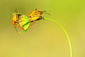 Hemipteros, Insects in their natural environment. Macro photography.