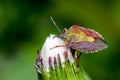 Carpocoris purpureipennis