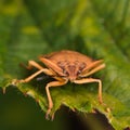 Carpocoris sp.