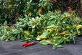 Carport rooftop, fall cleanup with garden clippers and pile of pruned branches