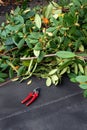 Carport rooftop, fall cleanup with garden clippers and pile of pruned branches