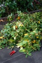 Carport rooftop, fall cleanup with garden clippers and pile of pruned branches