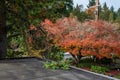 Carport rooftop view, fall color, pruned rhododendron branch on roof