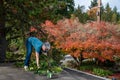 Carport rooftop view, fall color, woman picking up pruned branches for disposal