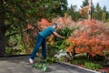 Carport rooftop view, fall color, woman picking up pruned branches for disposal