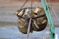 Carps catched in the landing net