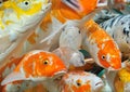 Carps in crowd Royalty Free Stock Photo