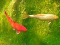 Carps on green Royalty Free Stock Photo