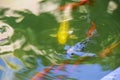 Carps koi under water pond blue background abstraction