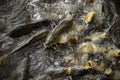 Carps in river Royalty Free Stock Photo