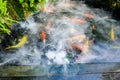 Carps in the steaming fish pond