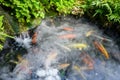 Carps in the steaming fish pond