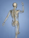 Carpus, Human Skeleton, 3D Model Royalty Free Stock Photo