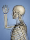 Carpus, Human Skeleton, 3D Model Royalty Free Stock Photo