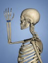 Carpus, Human Skeleton, 3D Model Royalty Free Stock Photo