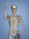 Carpus, Human Skeleton, 3D Model Royalty Free Stock Photo