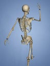 Carpus, Human Skeleton, 3D Model Royalty Free Stock Photo