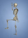 Carpus, Human Skeleton, 3D Model Royalty Free Stock Photo