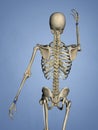 Carpus, Human Skeleton, 3D Model Royalty Free Stock Photo