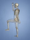 Carpus, Human Skeleton, 3D Model Royalty Free Stock Photo