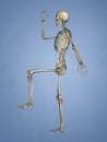 Carpus, Human Skeleton, 3D Model Royalty Free Stock Photo