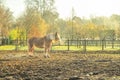 Carrage horse (Haflinger), standing in pen with early morning light Royalty Free Stock Photo