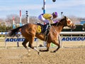 Carrera Cat Winning at Aqueduct Royalty Free Stock Photo