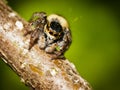 Carrhotus Xanthogramma jumping spider