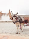 Carriage donkey resting from work. Seville Plaza de Espana, Spain