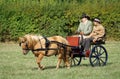 Carriage driving Gig with single horse and driver and passenger in field.