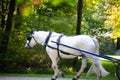 Carriage in the English Garden, autumn, Munich Royalty Free Stock Photo