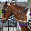 Carriage horse