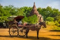 Carriage horse man myanmar burma