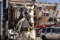 Carriage Horse ride downtown Atlanta close up