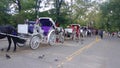 Carriage with a horses in Central Park, NYC Royalty Free Stock Photo