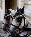 Carriage Horses