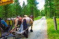 Carriage horses in dirt road in the middle of a forest Royalty Free Stock Photo