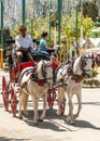 Carriage horses at the fair Royalty Free Stock Photo