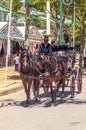 Carriage horses at the fair