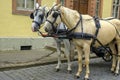 Carriage Horses, Weimar, Thuringia, Germany
