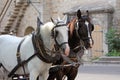 Carriage horses in front of stone wall