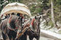 Carriage with horses near Lake Morskie oko in Poland. Tatry Mountains National Park. Closeup photo Royalty Free Stock Photo
