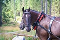 Carriage with horses near Morskie oko in Poland. Tatra Mountains National Park.Horse cart on the road to Lake Morskie Oko Royalty Free Stock Photo