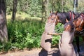 Carriage with horses near Morskie oko in Poland. Tatra Mountains National Park.Horse cart on the road to Lake Morskie Oko Royalty Free Stock Photo